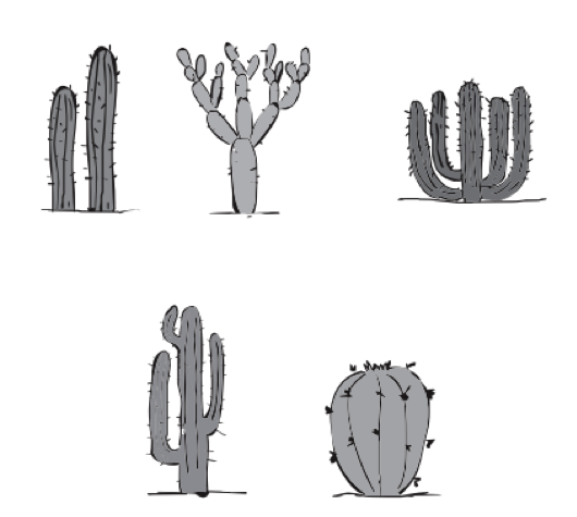 Cinco tipos de cactus.