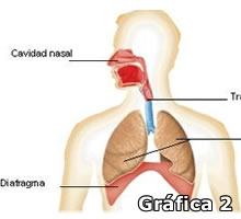 Gráfica 2