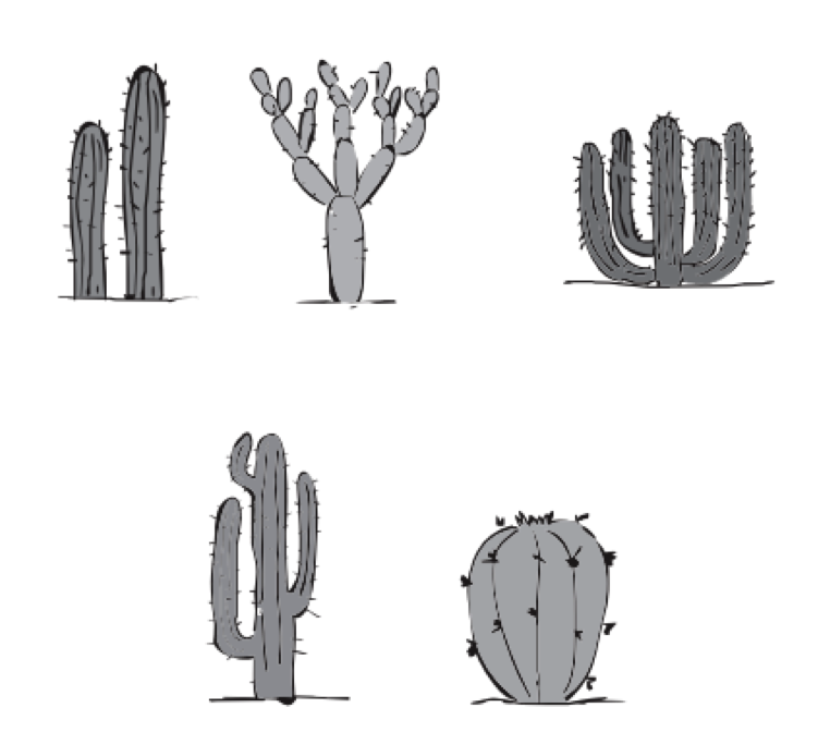 Cinco cactus diferentes.