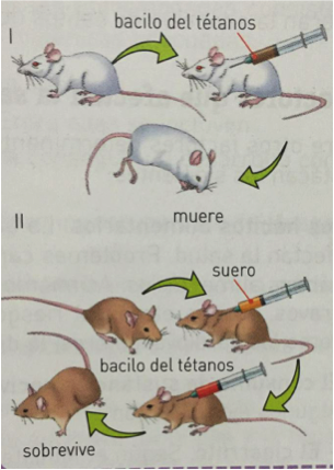 Experimento inoculando ratones.