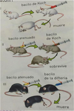 Tres ratones sometiéndole a diferentes tipos de inyecciones.