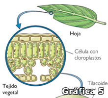 Gráfica 5