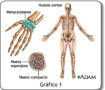 Huesos