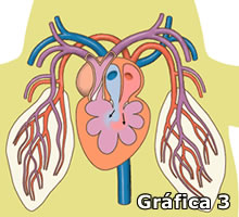 Gráfica 3